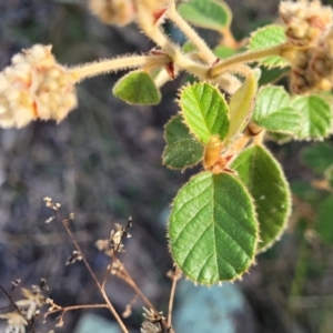 Pomaderris eriocephala at Coree, ACT - 9 Jul 2022