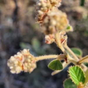 Pomaderris eriocephala at Coree, ACT - 9 Jul 2022