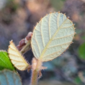 Pomaderris eriocephala at Coree, ACT - 9 Jul 2022