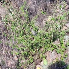 Pomaderris eriocephala at Coree, ACT - 9 Jul 2022