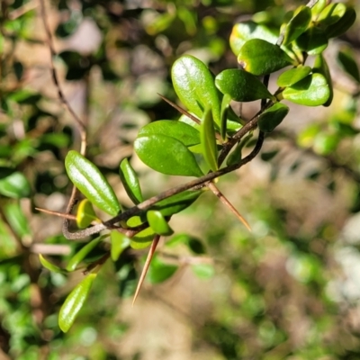 Bursaria spinosa (Native Blackthorn, Sweet Bursaria) at Swamp Creek - 9 Jul 2022 by trevorpreston