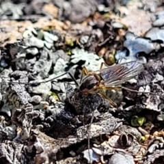 Chironomidae (family) (Non-biting Midge) at Coree, ACT - 9 Jul 2022 by trevorpreston