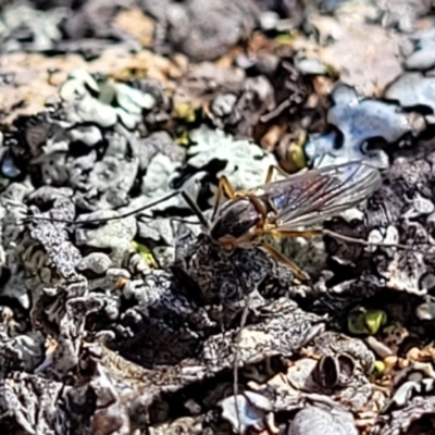 Unidentified True fly (Diptera) at Swamp Creek - 9 Jul 2022 by trevorpreston