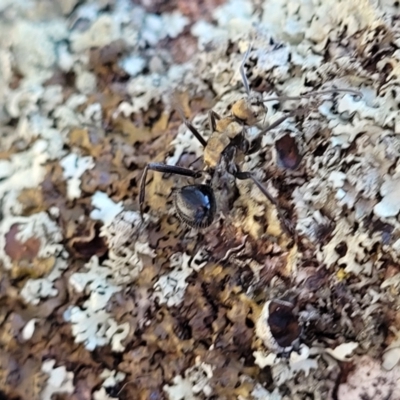 Polyrhachis semiaurata (A golden spiny ant) at Swamp Creek - 9 Jul 2022 by trevorpreston