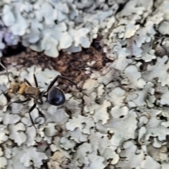 Polyrhachis semiaurata at Coree, ACT - 9 Jul 2022