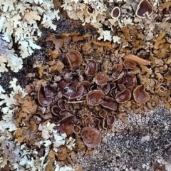 Parmeliaceae (family) (A lichen family) at Coree, ACT - 9 Jul 2022 by trevorpreston
