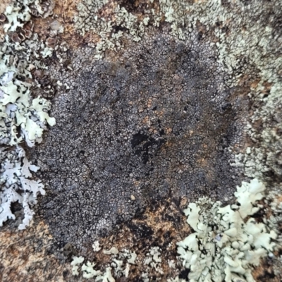 Lichen - crustose at Swamp Creek - 9 Jul 2022 by trevorpreston