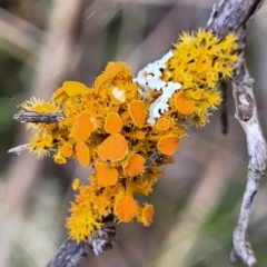 Teloschistes sp. (genus) (A lichen) at Swamp Creek - 9 Jul 2022 by trevorpreston