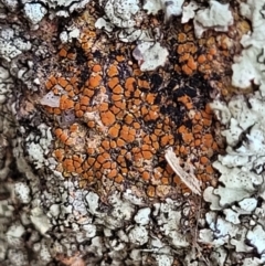 Caloplaca sp. (Firedot Lichen) at Swamp Creek - 9 Jul 2022 by trevorpreston