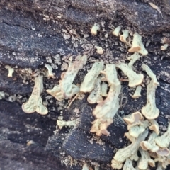 Thysanothecium scutellatum (A lichen) at Swamp Creek - 9 Jul 2022 by trevorpreston