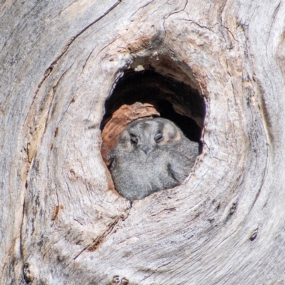 Aegotheles cristatus (Australian Owlet-nightjar) at Chapman, ACT - 9 Jul 2022 by Chris Appleton