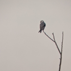 Elanus axillaris (Black-shouldered Kite) at Walla Walla, NSW - 9 Jul 2022 by Darcy