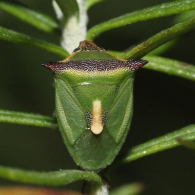 Cuspicona stenuella (Shield bug) at Tidbinbilla Nature Reserve - 6 Jul 2022 by TimL