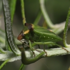 Cuspicona stenuella at Paddys River, ACT - 6 Jul 2022 10:47 AM