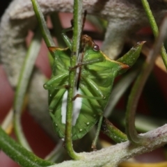 Cuspicona stenuella at Paddys River, ACT - 6 Jul 2022