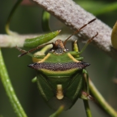 Cuspicona stenuella at Paddys River, ACT - 6 Jul 2022