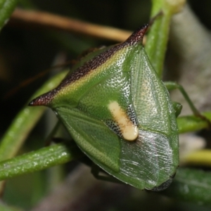 Cuspicona stenuella at Paddys River, ACT - 6 Jul 2022 10:47 AM