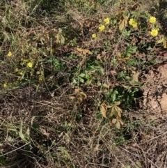 Potentilla recta (Sulphur Cinquefoil) at Hall, ACT - 9 Jul 2022 by Rosie