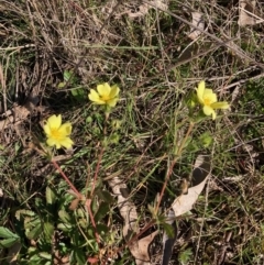 Potentilla recta at Hall, ACT - 9 Jul 2022