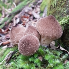 Unidentified Other puffballs, etc (& the unknowns) at Wellington Park, TAS - 14 Apr 2022 by Detritivore