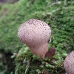 Lycoperdon sp. at Wellington Park, TAS - 14 Apr 2022 11:53 AM