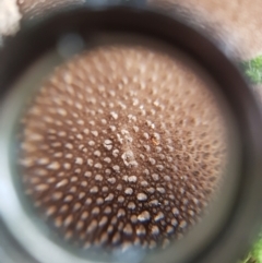 Lycoperdon sp. at Wellington Park, TAS - 14 Apr 2022 11:53 AM