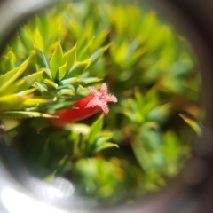 Astroloma humifusum (Cranberry Heath) at Dynnyrne, TAS - 23 Apr 2022 by Detritivore