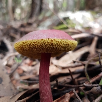 Unidentified Bolete - Fleshy texture, stem central (more-or-less) at Wellington Park, TAS - 14 Apr 2022 by Detritivore