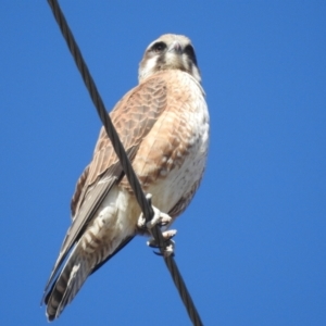 Falco berigora at Stromlo, ACT - 9 Jul 2022