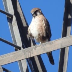 Falco berigora at Stromlo, ACT - 9 Jul 2022