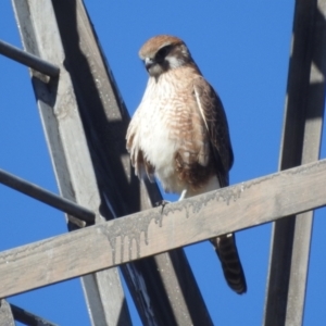 Falco berigora at Stromlo, ACT - 9 Jul 2022