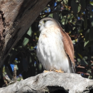 Falco cenchroides at Stromlo, ACT - 9 Jul 2022 11:10 AM