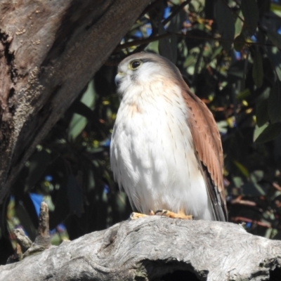 Falco cenchroides (Nankeen Kestrel) at Stromlo, ACT - 9 Jul 2022 by HelenCross