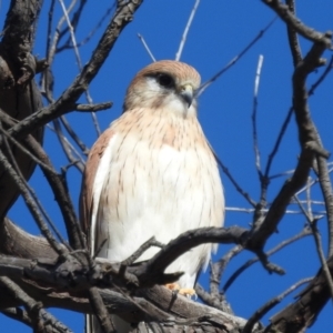 Falco cenchroides at Stromlo, ACT - 9 Jul 2022 11:10 AM