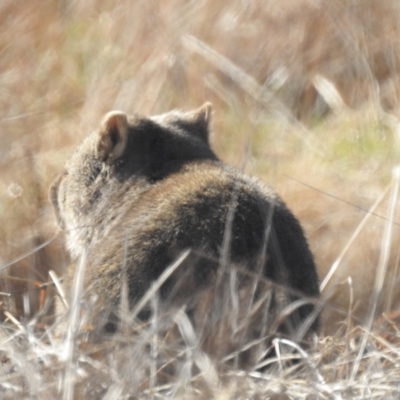 Vombatus ursinus (Common wombat, Bare-nosed Wombat) at Kambah, ACT - 9 Jul 2022 by HelenCross