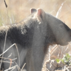 Vombatus ursinus at Kambah, ACT - 9 Jul 2022