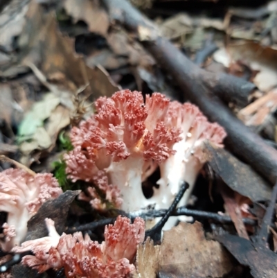 Ramaria sp. (A Coral fungus) at Wellington Park, TAS - 14 Apr 2022 by Detritivore