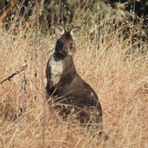 Osphranter robustus at Paddys River, ACT - 9 Jul 2022