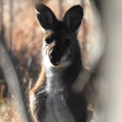 Notamacropus rufogriseus (Red-necked Wallaby) at Bullen Range - 9 Jul 2022 by HelenCross