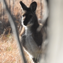 Notamacropus rufogriseus at Paddys River, ACT - 9 Jul 2022 10:11 AM