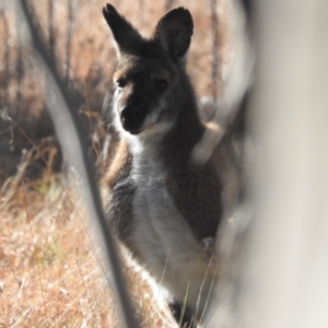 Notamacropus rufogriseus at Paddys River, ACT - 9 Jul 2022 10:11 AM