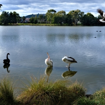 Pelecanus conspicillatus (Australian Pelican) at Yerrabi Pond - 9 Jul 2022 by TrishGungahlin
