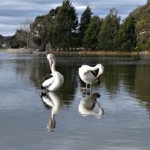 Pelecanus conspicillatus at Gungahlin, ACT - 9 Jul 2022