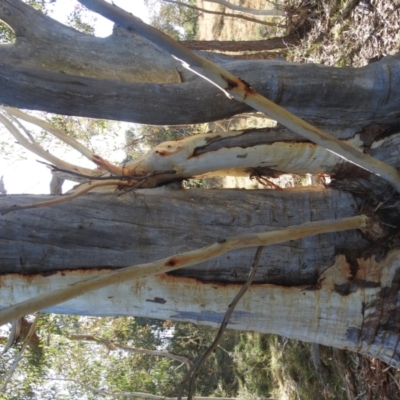 Eucalyptus rossii (Inland Scribbly Gum) at Paddys River, ACT - 9 Jul 2022 by HelenCross