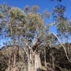 Eucalyptus rossii at Paddys River, ACT - 9 Jul 2022