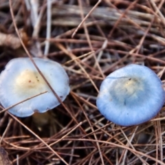 Cortinarius rotundisporus (Elegant Blue Webcap) at Moruya, NSW - 9 Jul 2022 by LisaH