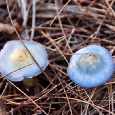 Cortinarius rotundisporus (Elegant Blue Webcap) at Moruya, NSW - 9 Jul 2022 by LisaH