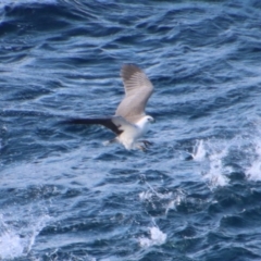 Icthyophaga leucogaster (White-bellied Sea-Eagle) at Guerilla Bay, NSW - 9 Jul 2022 by LisaH