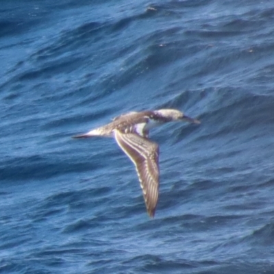 Morus serrator (Australasian Gannet) at Guerilla Bay, NSW - 9 Jul 2022 by LisaH