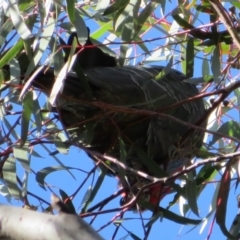 Callocephalon fimbriatum (Gang-gang Cockatoo) at Stromlo, ACT - 7 Jul 2022 by Christine